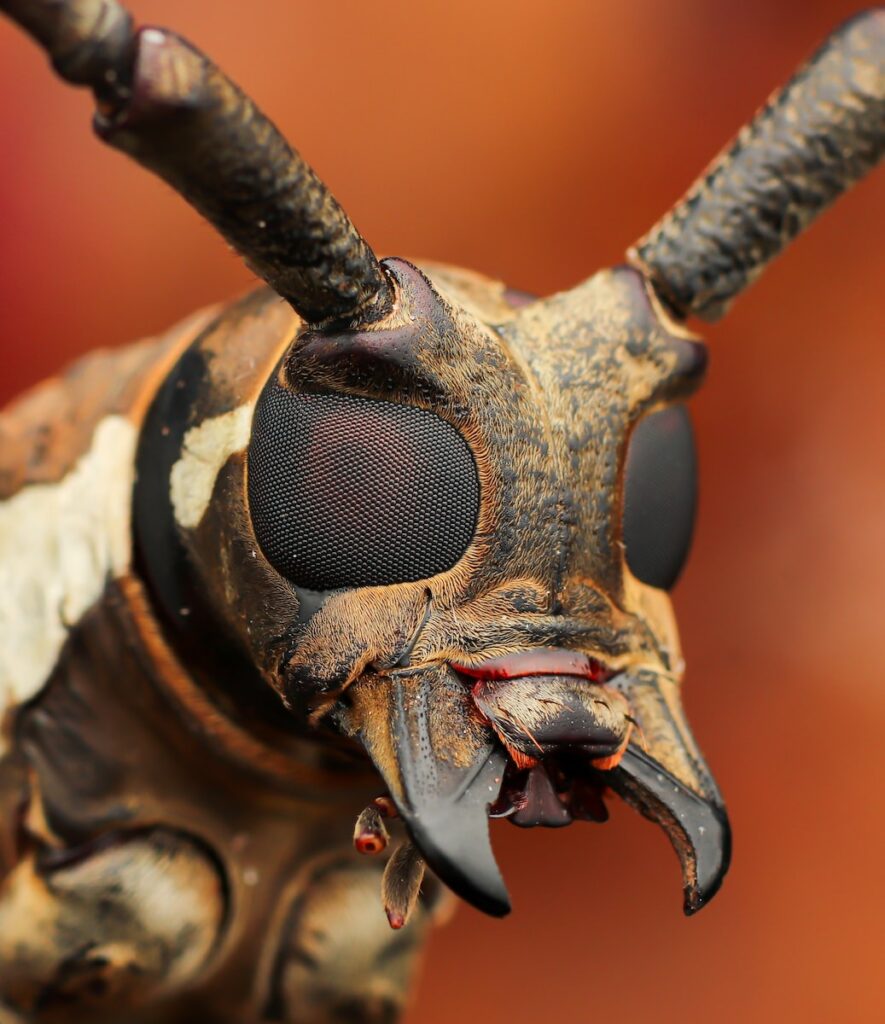 a close up of a bug with very long horns